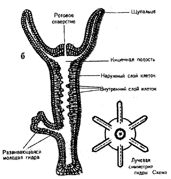 Kra36.cc